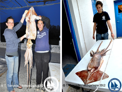 Καλαμάρια τεραστίων διαστάσεων στο Αιγαίο