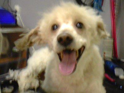 Χαρίζεται καθαρόαιμο γκριφόν-κανίς