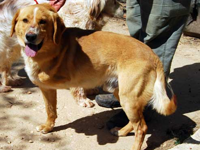 Ο Jerry παίζει και αγαπάει και με 3 πόδια