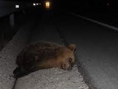 Τροχαίο ατύχημα με θύμα αρκουδάκι στη Νεάπολη