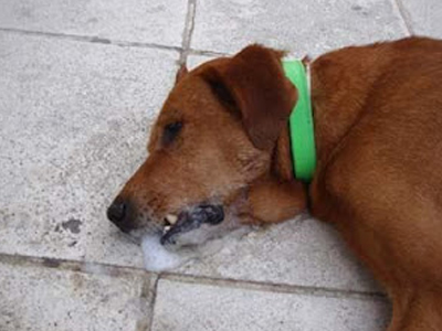 Φόλες σε αδέσποτα σκυλιά στο Άργος Ορεστικού