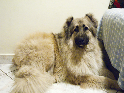 Η Μπαλού ψάχνει σπίτι