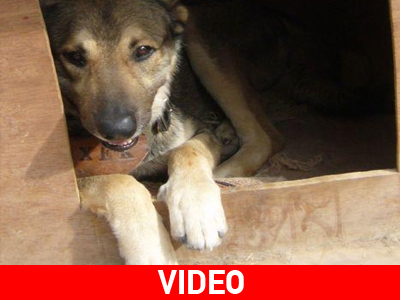 Χαρίζεται ο γλυκύτατος Άρης