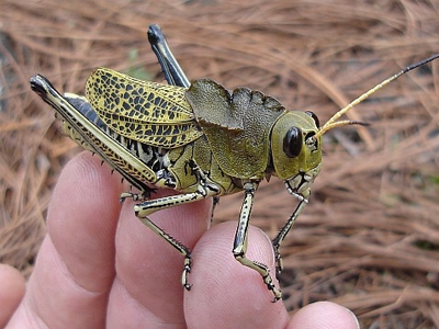 Προσπάθειες για την καταπολέμηση ακρίδας στην Αχαΐα