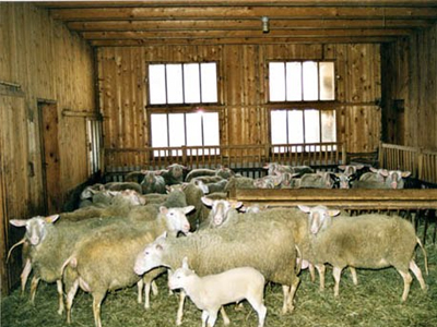 «Ρήμαξαν» ποιμνιοστάσιο στην Ξηρολίμνη Κοζάνης