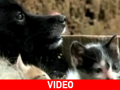 Γατάκια υιοθετήθηκαν από σκύλο!