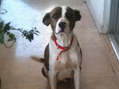 Χαρίζεται η μικροκαμωμένη σκυλίτσα