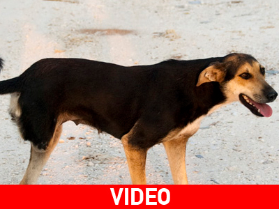 Η Λαίδη αναζητά μια ζεστή αγκαλιά