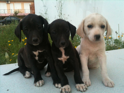 Χαρίζονται κουταβάκια!