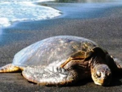 Νεκρές χελώνες καρέτα – καρέτα στο Κατάκολο