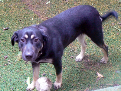 Χαρίζεται η Lassie