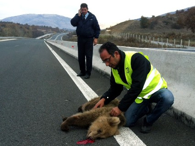 Τροχαίο με θύμα αρκουδάκι στο Κλειδί Φλώρινας