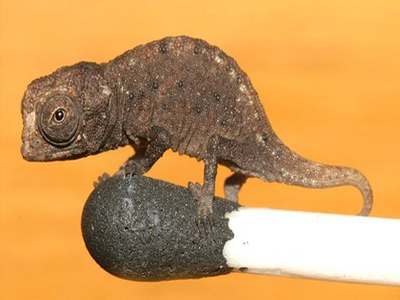 Ο πιο μικροσκοπικός χαμαιλέοντας στον κόσμο!