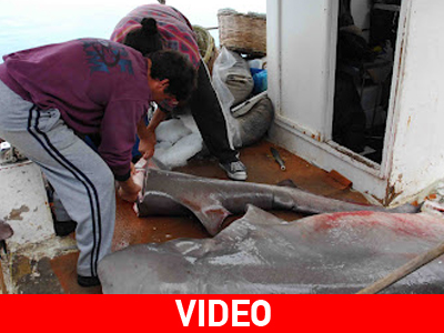 Έπιασε στα δίχτυα του 250 κιλά ψάρι