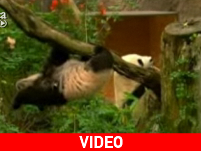 H «εκπαίδευση» των panda