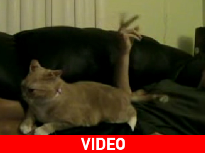 Η… «ζηλιάρα» γάτα