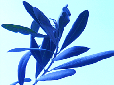 «Ένα φύλλο ελιάς» καλλιτεχνική έκθεση στο διαδίκτυο