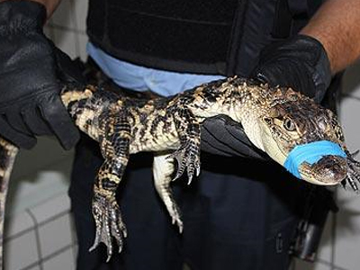 «Συνέλαβαν» κροκόδειλο
