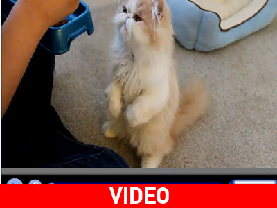 Η γάτα προτιμά το κινέζικο Η γάτα προτιμά το κινέζικο