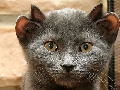 Το γατάκι έχει κέφια