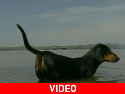 Σκύλος… λάτρης των καταδύσεων