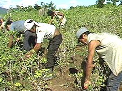 Αιματηρές συγκρούσεις ανάμεσα σε αστυνομικούς και καλλιεργητές κόκας