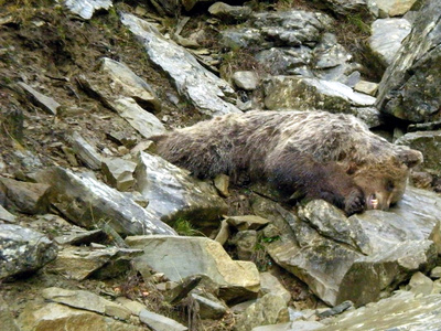 Ακρωτηρίασαν αρκούδα στην Φλώρινα