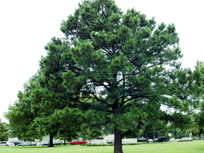 Πεύκο τραυμάτισε ανθρώπους