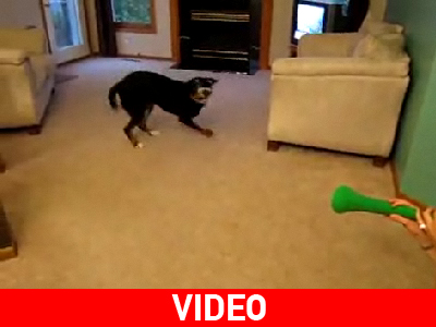 Σκύλος vs Βουβουζέλα