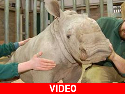 Γεννήθηκε ρινόκερος στη Σκωτία