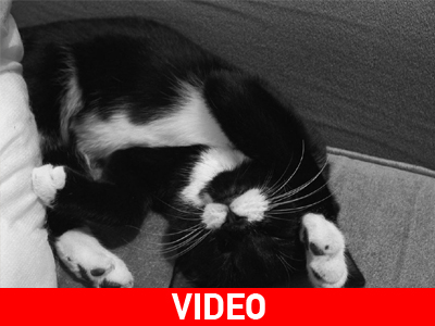 Ευρηματική… γάτα