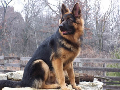 «Μυρίστηκε» τα ναρκωτικά