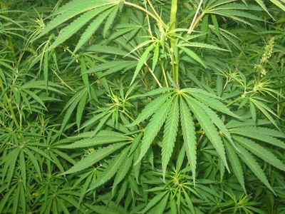 Καλλιεργούσε κάνναβη στο σπίτι του
