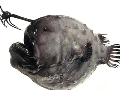 Παράξενοι «κάτοικοι» του βυθού