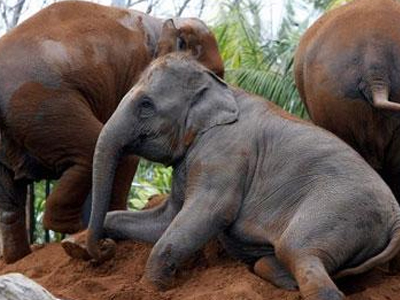 Νεογέννητος ελέφαντας επέστρεψε από το θάνατο