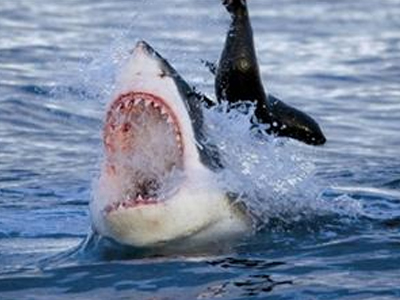 Αυξήθηκαν οι επιθέσεις καρχαριών το 2009