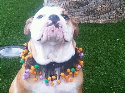 Έτοιμος για το Halloween