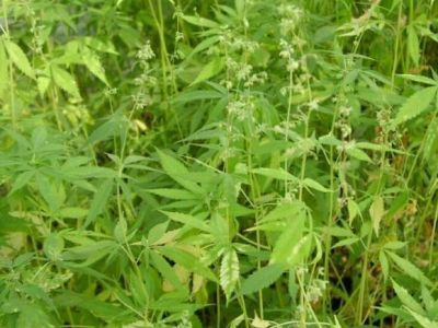 Συνελήφθη με 50 δενδρύλλια κάνναβης στην κατοχή του