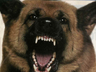 Παγκόσμια Ημέρα κατά της Λύσσας