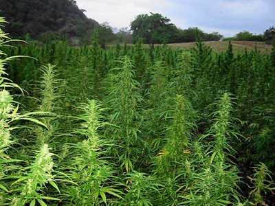 Κατάσχεση-μαμούθ στην Κολομβία