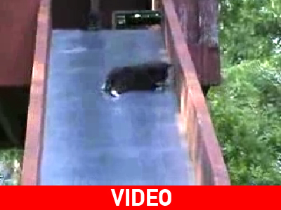 Γατάκια κάνουν τσουλήθρα!