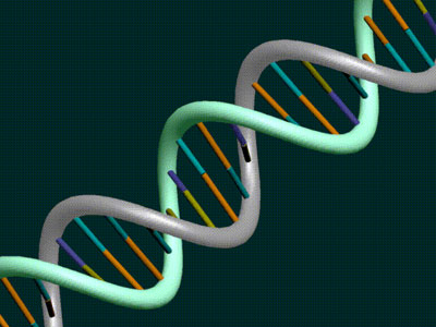 Πειράματα για εμφύτευση ανθρώπινου DNA σε ζώα