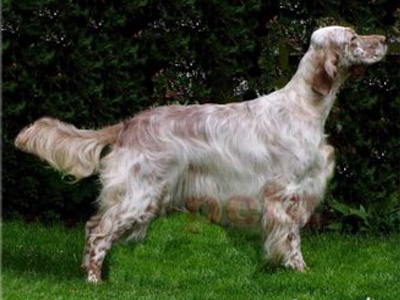 Έκλεψαν ακόμα και σκυλιά