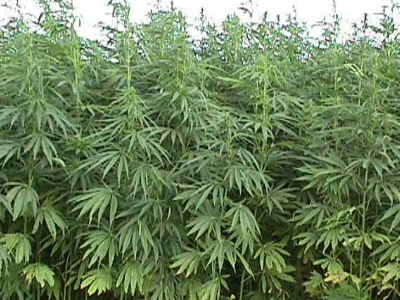 Καλλιεργούσε κάνναβη έξω από το σπίτι του