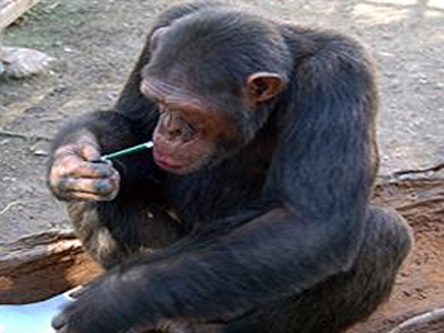 Χιμπατζής «εθισμένος» στο αλκοόλ και το τσιγάρο