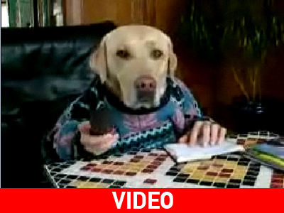 Ο «επιχειρηματίας» σκύλος