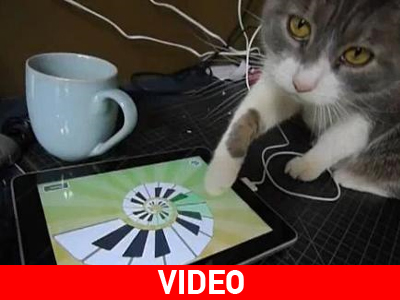 Kαι η γάτα θέλει το iPad της… Kαι η γάτα θέλει το iPad της…