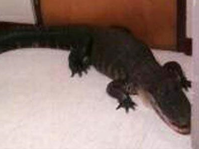 Αλιγάτορας «επισκέφθηκε» κυλικείο