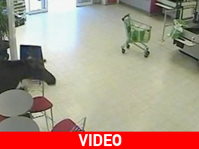 Τάρανδος μαινόμενος εν «εμπορικώ κέντρω»…