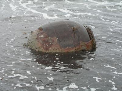 Ροδιακή Εκστρατεία Απαγόρευσης Ναρκών και Όπλων Διασποράς